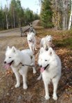 Höstträning med Svea,Wintra,Glazkova,Jinja