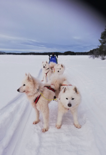 Jinja, Svea,Glazkova,Wintra på tur hemmavid.