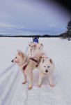 Jinja, Svea,Glazkova,Wintra på tur hemmavid.