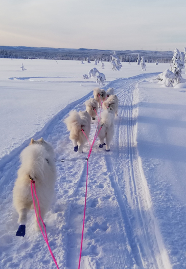 Jinja Glazkova Litoja Svea Wintra Gnista Gimli DP60 Koppången