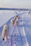 Jinja Glazkova Litoja Svea Wintra Gnista Gimli DP60 Koppången
