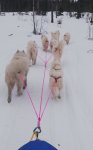 Telma Litoja Swea Wintra Gnista Tarisha Glazkova Gimli