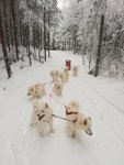 Glazkova Jinja Litoja Svea Wintra Gnista Gimli Telma i Hamra