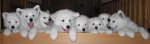 Nalini,Nelson,Northon,Nome,Nikita,Nova,Nike,Ninja