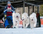 Guld på Polarhundmästerskap med Kozak,Telma,Ksenia  foto:Kirsten Poulsen