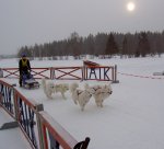 Nordic Open i Åsarna: 4-spann med Kozak,Kasper,Mira,Irma