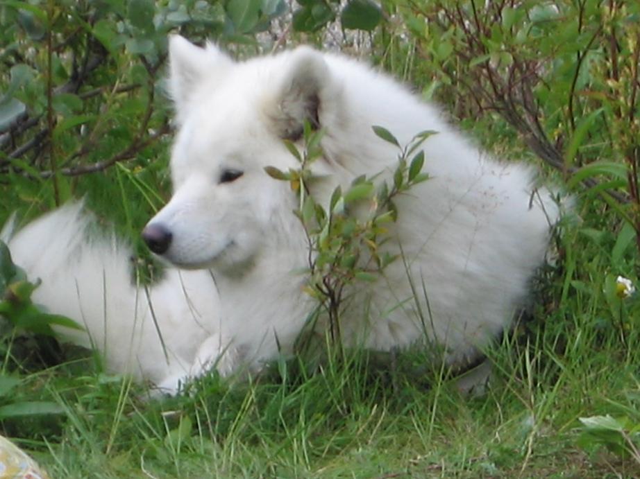Mira 3 år.
