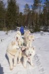 Paus: Svea,Jinja,Wintra,Glazkova,Telma,Litoja