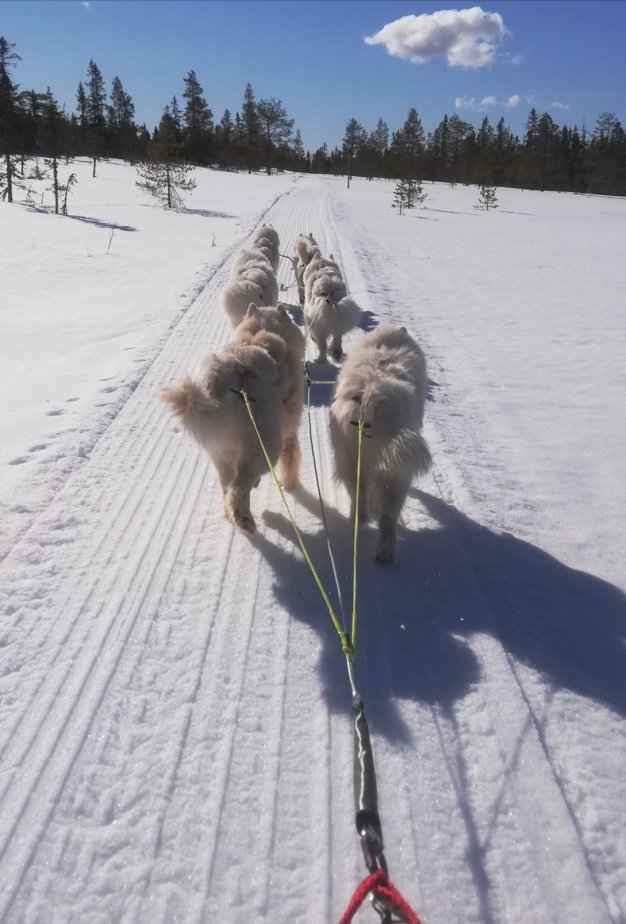 Koppången: Jinja,Svea,Wintra,Glazkova,Telma,Litoja