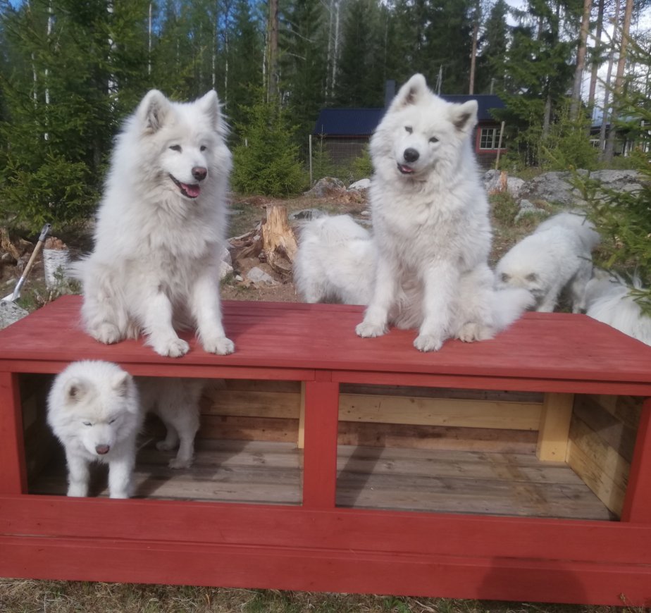 Litoja,Telma,Svea på bänken, bakom "Glazzen",Wintra,Jinja