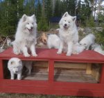 Litoja,Telma,Svea på bänken, bakom "Glazzen",Wintra,Jinja