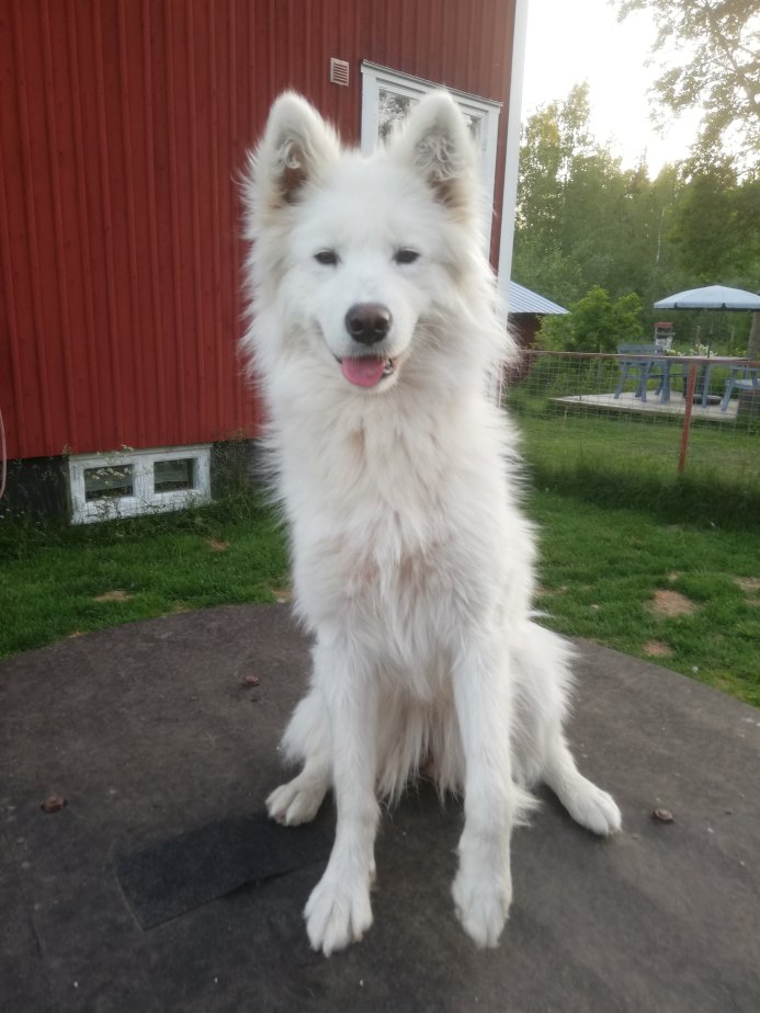 Polartassen Jinja 1 år