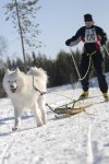 Polarhunds VM-08 Diana och Kozak