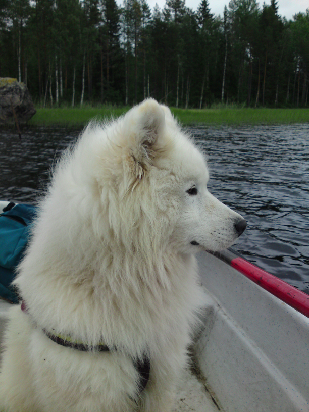 Kozak med på fisketur i roddbåten