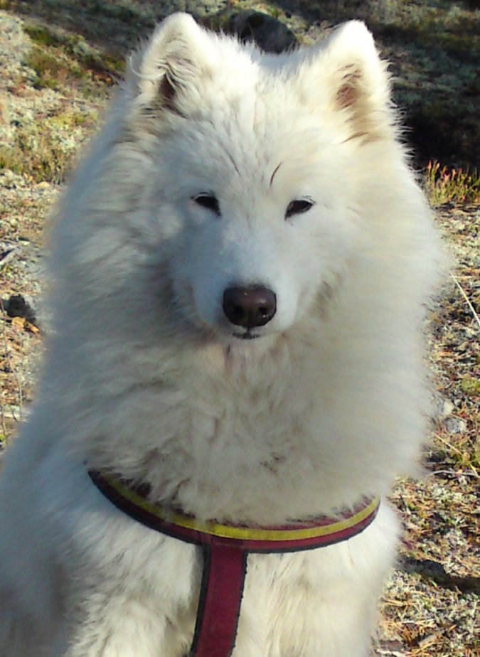 Great Maxat Xboctom Laika 12½ år