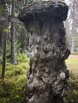 En mycket gammal stubbe