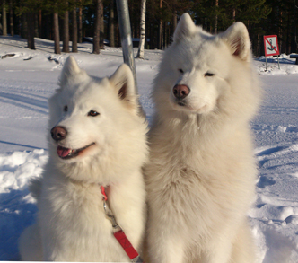 Tarisha och Zouroff