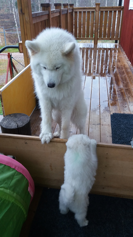 Telma har koll på valparna ute på altanen