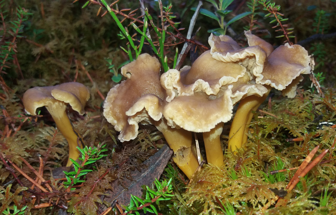 Frostbitna Trattkantareller