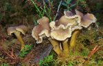 Frostbitna Trattkantareller