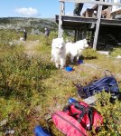 Litoja och Svea vid Våffelstugan i Vemdalen