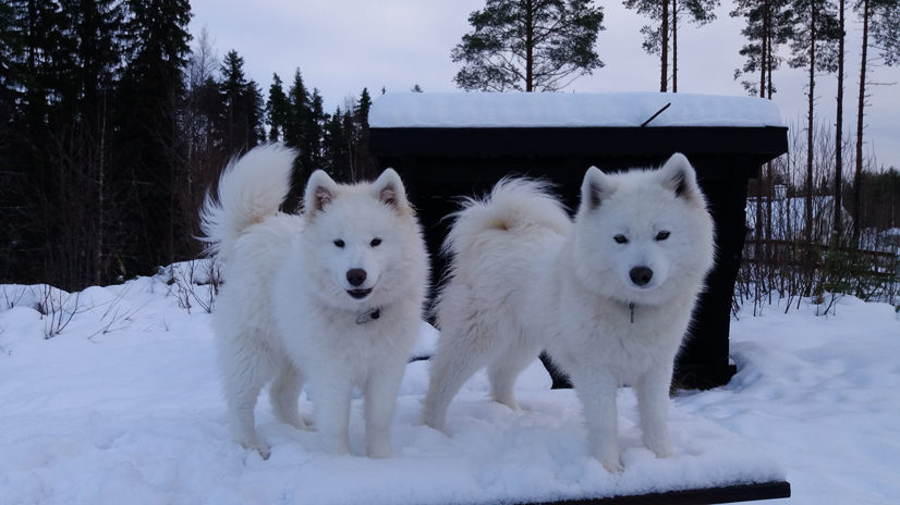 Aiga 7 mån. Svea 3 år vid Kvarnsjön