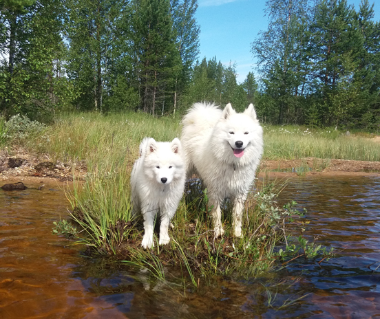 Aiga 14 veckor och Svea 2½ år