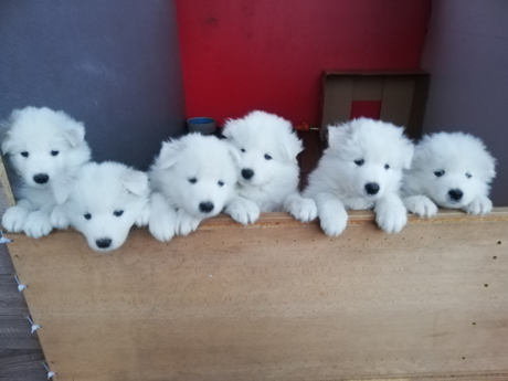 Jinja,Jakita,Juni,Janook,Jochii,Justus 5 v