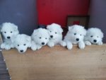 Jinja,Jakita,Juni,Janook,Jochii,Justus 5 v