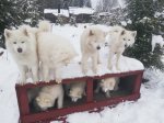 Litoja Wintra Telma Jinja Hilton Svea Glazkova