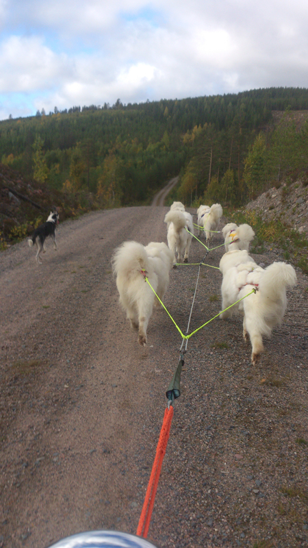 Litoja,Telma,Irma,Svea,Tarisha,Northon framför fyrhjulingen