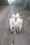 Barmarksträning med Svea,Telma,Tarisha,Northon