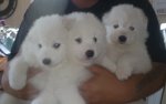 Athena och Northons valpar:Bella,Bamse,Baloo