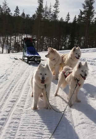Borga, Hilton, Glazkova,Jinja rast på slädturen