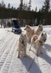 Borga, Hilton, Glazkova,Jinja rast på slädturen