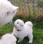 Mamma Wintra och Borga 5 veckor