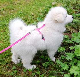 Borga 9 veckor