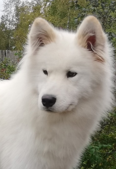 Borga 1 år