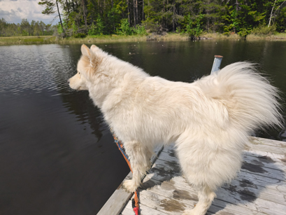 Borga spanar från bryggan