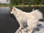 Borga spanar från bryggan
