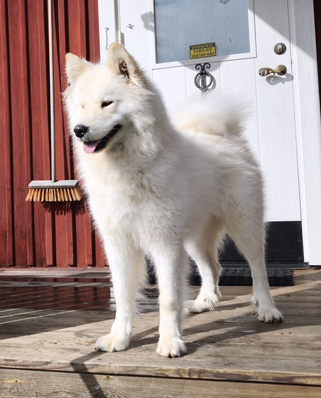 Borga 2 år