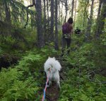 Borga midsommarnattsvandring i Hamra Nationalpark