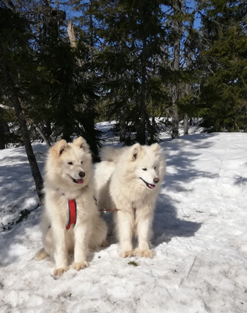 Borga och Wintra i Koppången