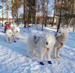 SPHK-samojed meritering DP20+ Litoja,Jinja,Glazkova,Wintra