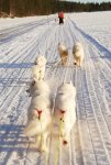 SPHK-samojed meritering DP60 Litoja,Jinja,Svea,Glazkova,Wintra