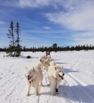 Fikarast på slädturen till fjälls