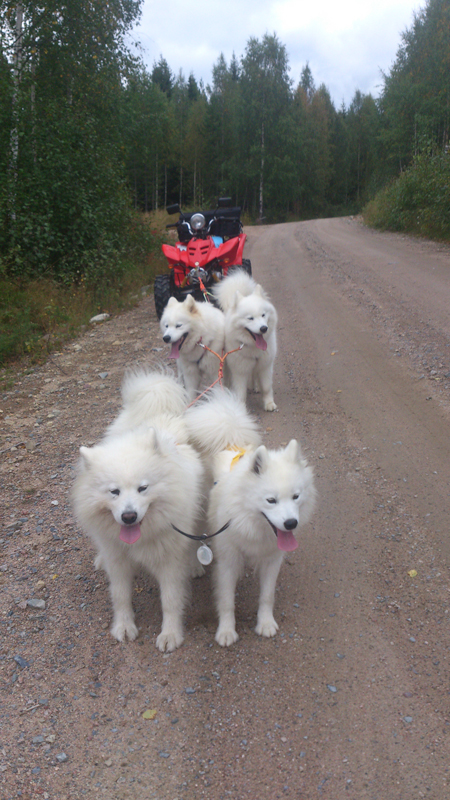 Barmarksträning med Litoja, svea,Telma,Tarisha