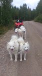 Barmarksträning med Litoja, svea,Telma,Tarisha