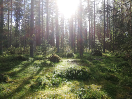 Solens sken strålar in i en tät och mossig gammal skog