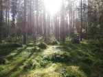 Solens sken strålar in i en tät och mossig gammal skog